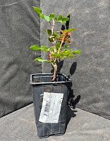 Роза японская Принцесса Мияби 